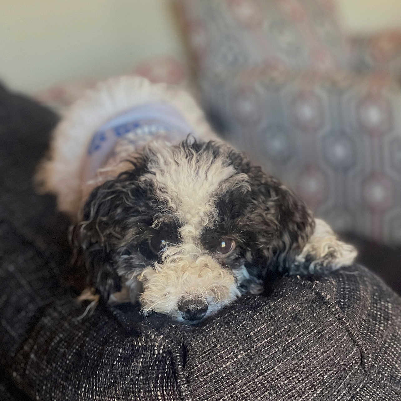 Ozzie joined the competition — help win amazing prizes! animal, black_and_white, close_up, companion, cozy, curly_fur, cushion, cute, dog, domestic_animal, ears, furniture, indoor, lying_down, pet, portrait, relaxed, resting, snout, soft_focus