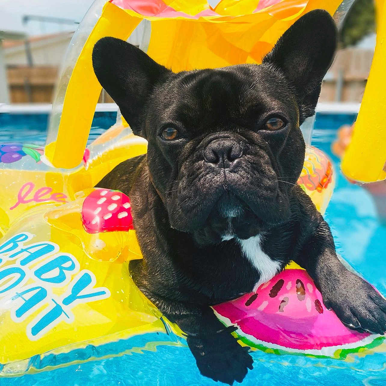 Rocco joined the competition — help win amazing prizes! art, bulldog, canidae, carmine, carnivore, collar, companion_dog, dog, dog_breed, dog_collar, fawn, french_bulldog, magenta, molosser, non_sporting_group, snout, sporting_group, toy_dog, window, working_animal