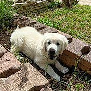 Bergamote participe au concours pour gagner de l'argent avec cette photo : adventure, animal, bricks, canine, curious, cute, dirt, dog, garden, grass, greenery, mud, nature, outdoor, pet, playful, puppy, summer, white_dog, young_dog