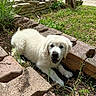 adventure, animal, bricks, canine, curious, cute, dirt, dog, garden, grass, greenery, mud, nature, outdoor, pet, playful, puppy, summer, white_dog, young_dog