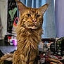 cat, ginger_cat, fluffy, indoor, table, water_bottle, curtain, clutter, household_items, pet, feline, long_hair, closeup, portrait, orange_fur, whiskers, ears, eyes, sitting, domestic_animal