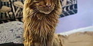 Owsley joined the competition — help win amazing prizes! cat, orange_tabby, tufted_ears, pet, indoor, couch, patterned_fabric, tapestry, blue_background, furniture, animal, whiskers, fur, sitting, looking_away, closeup, domestic_cat, cozy, home, portrait