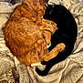cat, orange_cat, black_cat, sleeping, curled_up, pets, feline, cozy, blanket, fur, resting, indoor, companion, cute, animals, warm, snuggle, peaceful, relaxed, domestic