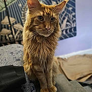 Owsley joined the competition — help win amazing prizes! cat, orange_tabby, tufted_ears, pet, indoor, couch, patterned_fabric, tapestry, blue_background, furniture, animal, whiskers, fur, sitting, looking_away, closeup, domestic_cat, cozy, home, portrait