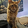 cat, orange_tabby, tufted_ears, pet, indoor, couch, patterned_fabric, tapestry, blue_background, furniture, animal, whiskers, fur, sitting, looking_away, closeup, domestic_cat, cozy, home, portrait