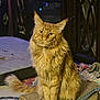 Owsley is registered to the contest to win money with this photo: cat, orange_tabby, fluffy, sitting, indoor, pet, feline, curious, fur, scratch_pad, cozy, household, carpet, toy, domestic_animal, ears, tail, whiskers, eyes, portrait
