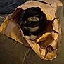 D.g is registered to the contest to win money with this photo: cat, black_cat, white_paws, paper_bag, couch, indoor, pet, feline, cozy, curious, fur, animal, domestic_animal, whiskers, relaxing, home, furniture, casual, resting, comfortable