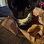 cat, black_and_white, paper_bag, indoor, curious, close_up, feline, animal, pet, cozy, furniture, cat_tree, brown_paper, whiskers, soft_light, domestic, playful, close_range, household, cute