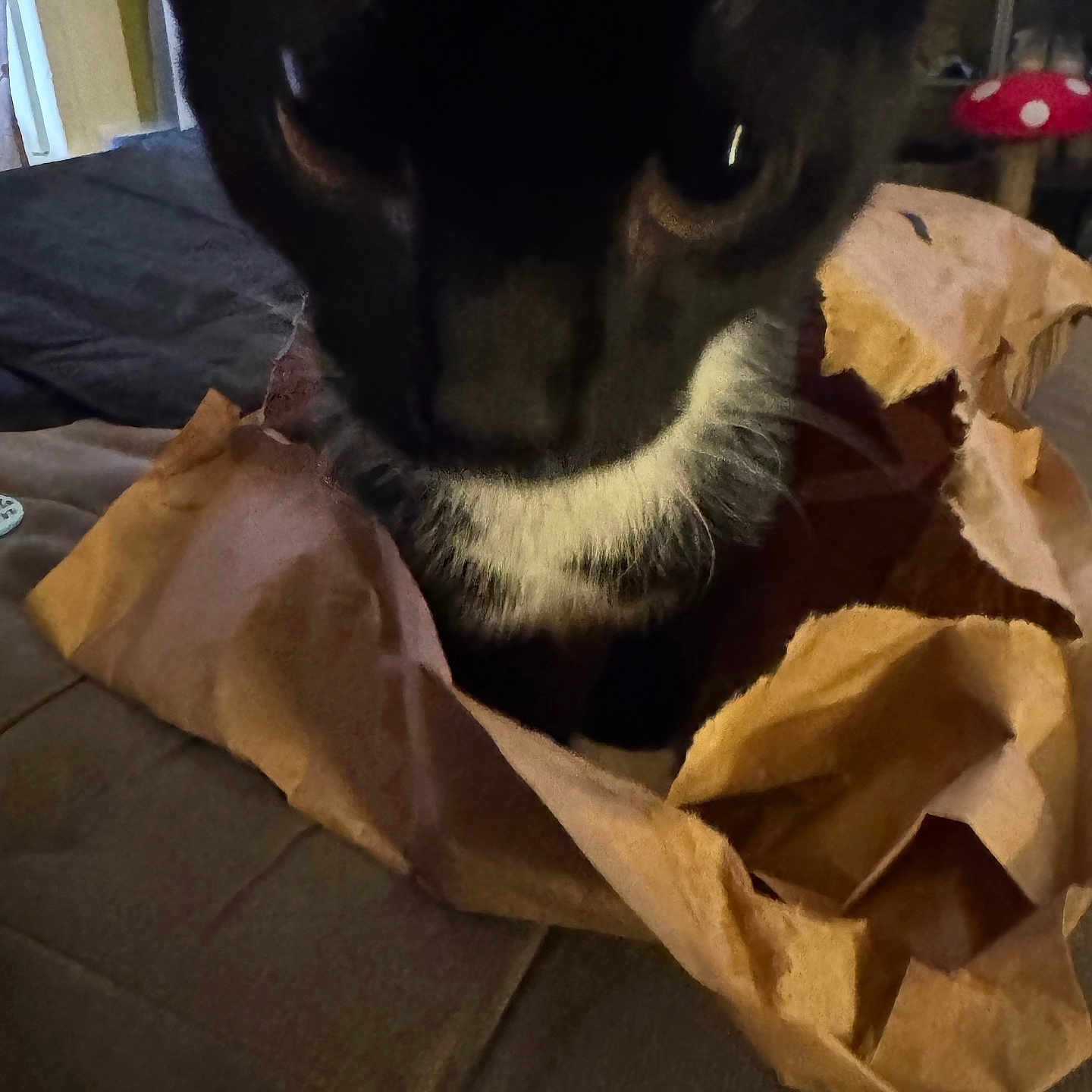 D.g joined the competition — help win amazing prizes! animal, black_and_white, brown_paper, cat, cat_tree, close_range, close_up, cozy, curious, cute, domestic, feline, furniture, household, indoor, paper_bag, pet, playful, soft_light, whiskers