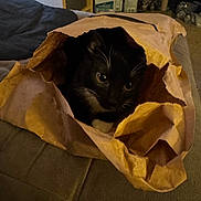 D.g is registered to the contest to win money with this photo: cat, black_and_white_cat, paper_bag, indoor, curious, pet, cozy, couch, playful, whiskers, animal, feline, close_up, household, soft_lighting, resting, hidden, brown, furniture, domestic