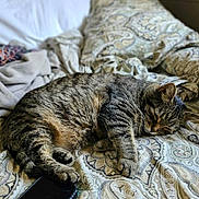 Foo Foo joined the competition — help win amazing prizes! cat, tabby_cat, sleeping, bed, blanket, patterned_bedspread, feline, cozy, indoor, resting, paw, fur, whiskers, smartphone, comfort, domestic_animal, cute, animal, pet, relaxation