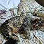 cat, tabby_cat, sleeping, bed, blanket, patterned_bedspread, feline, cozy, indoor, resting, paw, fur, whiskers, smartphone, comfort, domestic_animal, cute, animal, pet, relaxation