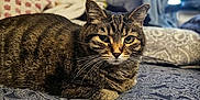 Foo Foo joined the competition — help win amazing prizes! cat, tabby, pet, animal, bed, blanket, indoor, feline, patterned_bedspread, relaxed, cozy, whiskers, ears, fur, domestic_cat, resting, looking, cute, home, comfort