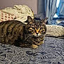 cat, tabby, pet, animal, bed, blanket, indoor, feline, patterned_bedspread, relaxed, cozy, whiskers, ears, fur, domestic_cat, resting, looking, cute, home, comfort