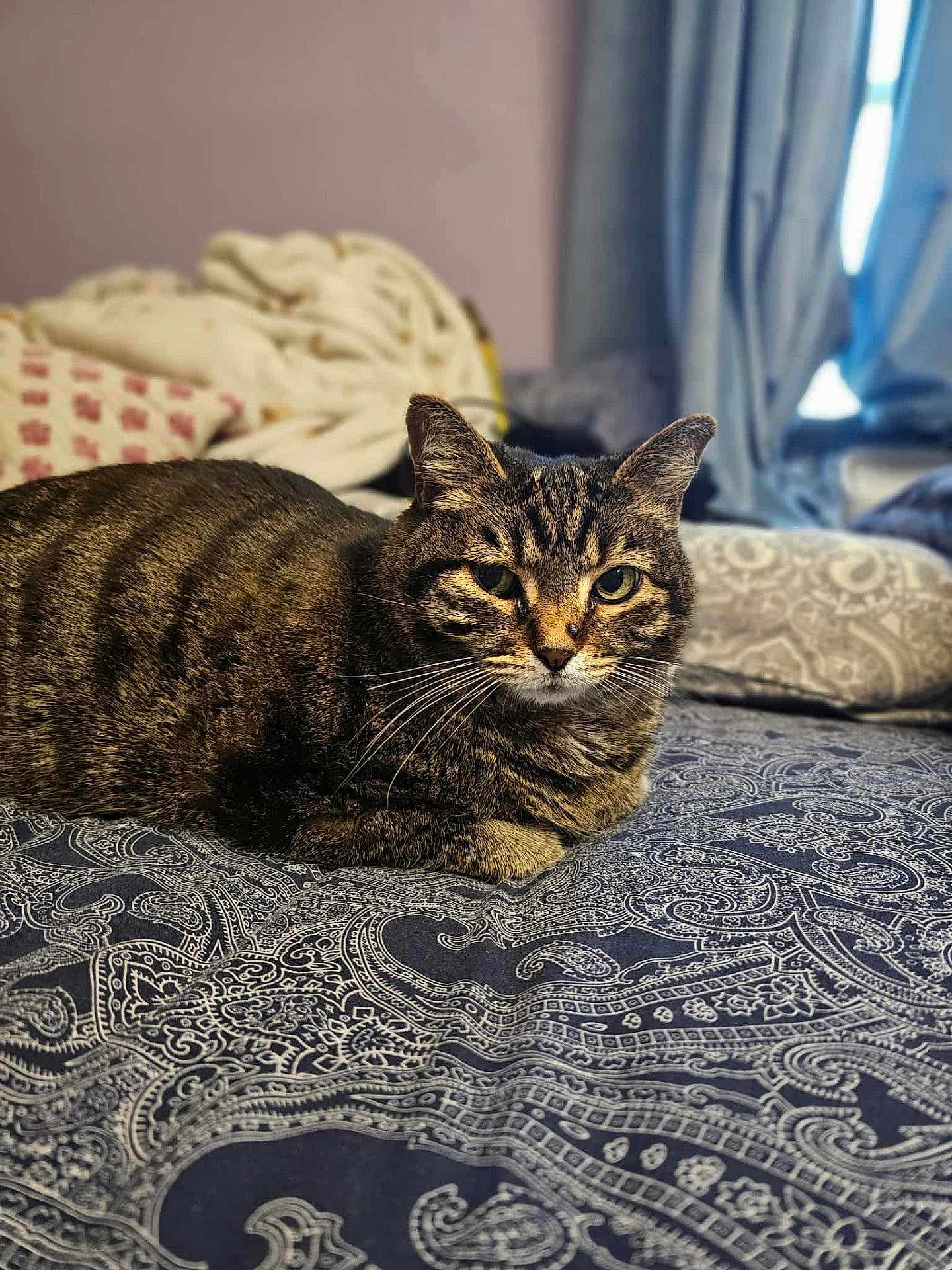 Foo Foo joined the competition — help win amazing prizes! cat, tabby, pet, animal, bed, blanket, indoor, feline, patterned_bedspread, relaxed, cozy, whiskers, ears, fur, domestic_cat, resting, looking, cute, home, comfort