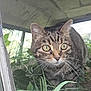 Foo Foo joined the competition — help win amazing prizes! cat, tabby, animal, pet, window, glass, plants, greenery, nature, whiskers, ears, eyes, outdoor, closeup, curious, feline, mammal, grass, reflection, light