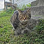 Foo Foo joined the competition — help win amazing prizes! cat, tabby_cat, green_eyes, grass, outdoor, concrete_steps, house, curious, animal, pet, feline, whiskers, nature, daylight, close_up, looking, mammal, walking, ground, ears