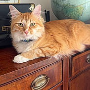 Pancake joined the competition — help win amazing prizes! cat, orange_tabby, feline, pet, wooden_cabinet, globe, indoor, furniture, portrait, relaxed, green_eyes, fluffy, collar, home_decor, photo_frame, plant, tabletop, closeup, domestic_animal, resting