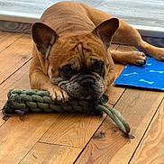 Smoothie a rejoint le concours — aidez-le/la à gagner de superbes lots ! animal, blue_mat, braided_toy, brown_dog, canine, chew_toy, cute, dog, domestic_animal, ears, face, flooring, indoor, laying_down, paws, pet, playful, resting, toy, wooden_floor