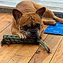 animal, blue_mat, braided_toy, brown_dog, canine, chew_toy, cute, dog, domestic_animal, ears, face, flooring, indoor, laying_down, paws, pet, playful, resting, toy, wooden_floor