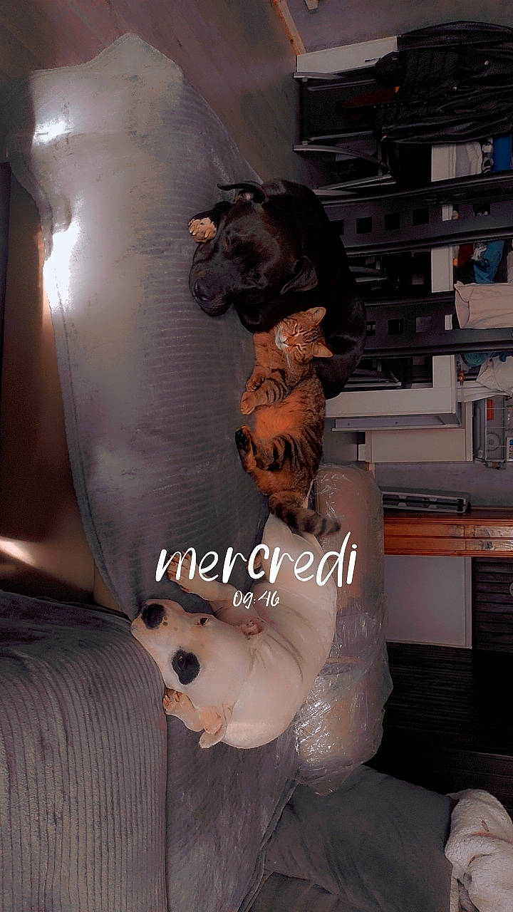 Balou participe au concours pour gagner de l'argent avec cette photo : art, canidae, carnivore, comfort, companion_dog, costume, dog, dog_breed, fur, guard_dog, liver, personal_protective_equipment, room, shelf, snout, whiskers, working_animal