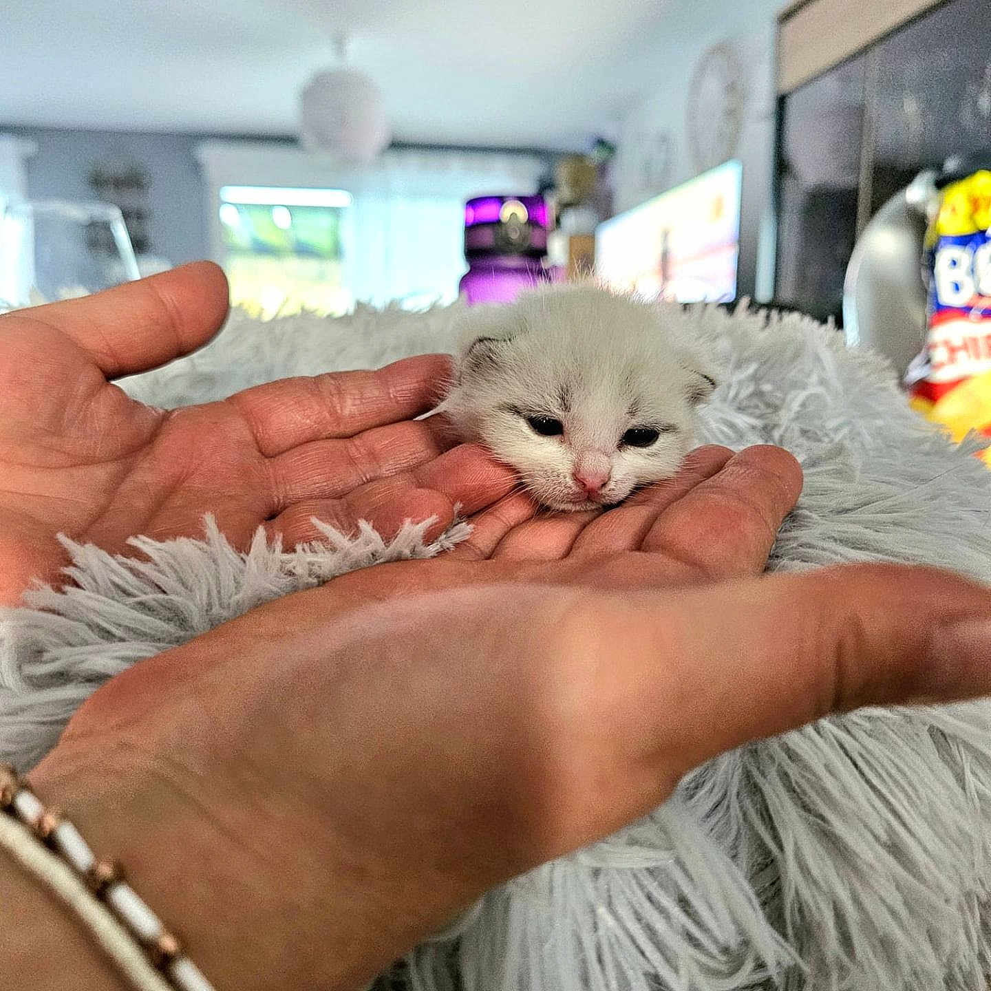 Gucci participe au concours pour gagner de l'argent avec cette photo : accessories, animal, bodypart, bracelet, cat, face, finger, hand, head, indoors, jewelry, kitten, manx, person, pet, photography, portrait, rat, ring, rodent
