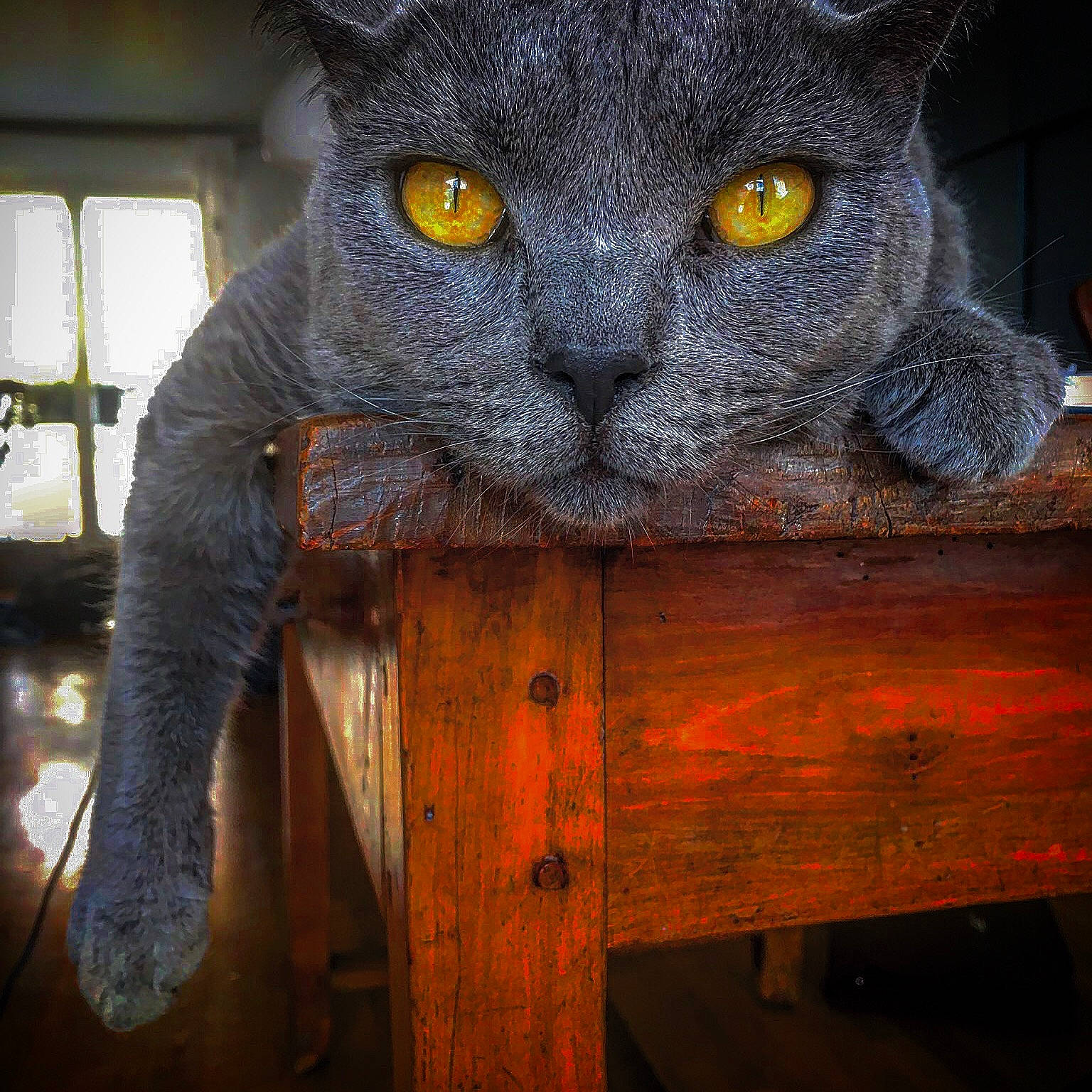 Louna participe au concours pour gagner de l'argent avec cette photo : british_shorthair, carnivore, cat, chartreux, domestic_short_haired_cat, eye, felidae, korat, russian_blue, small_to_medium_sized_cats, snout, whiskers, wood