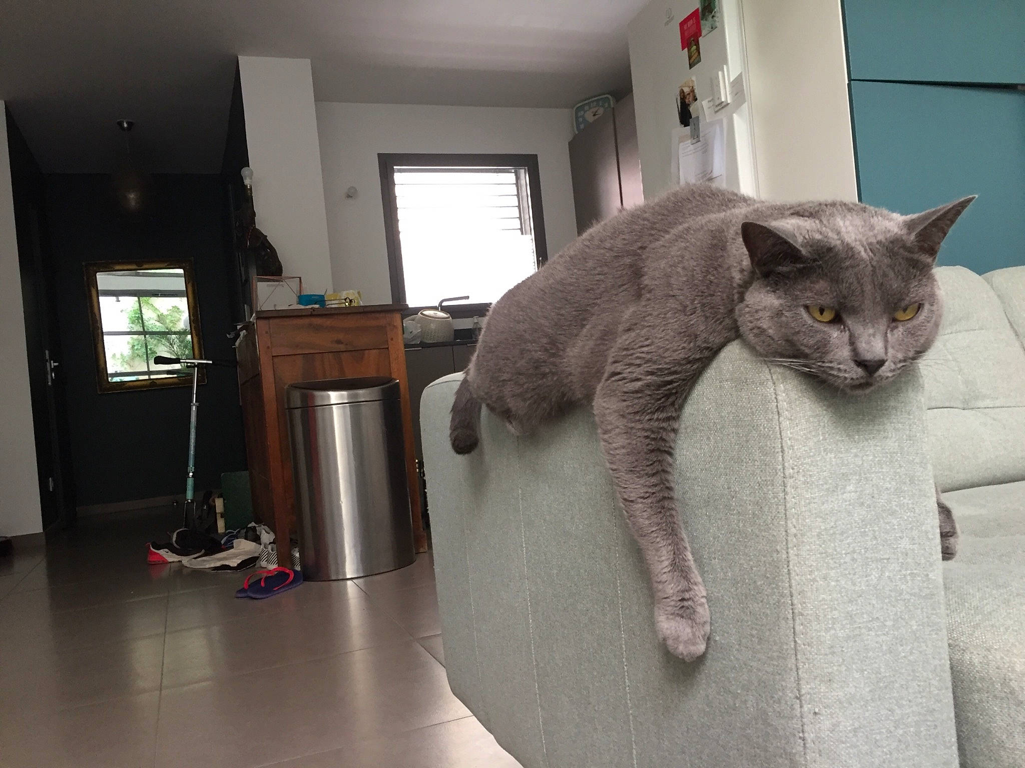Louna participe au concours pour gagner de l'argent avec cette photo : asian, british_shorthair, carnivore, cat, chartreux, devon_rex, domestic_short_haired_cat, european_shorthair, felidae, korat, mammal, russian_blue, small_to_medium_sized_cats, tail, whiskers, window