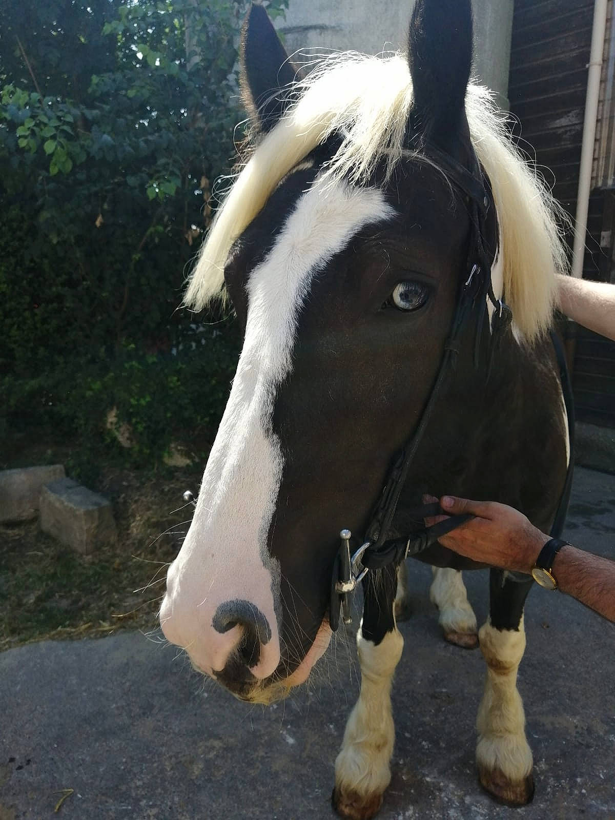 Guiness participe au concours pour gagner de l'argent avec cette photo : bridle, horse, horse_tack, livestock, mammal, mane, mare, mustang_horse, pack_animal, pony, snout, stallion, vertebrate, working_animal