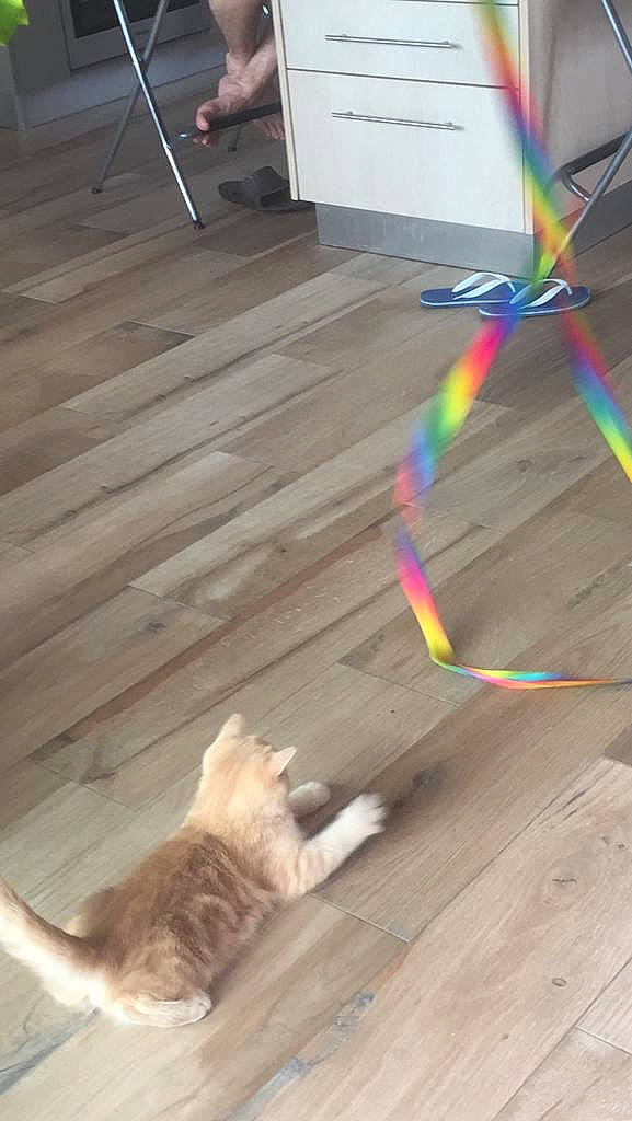 Caramel a rejoint le concours — aidez-le/la à gagner de superbes lots ! cat, fawn, felidae, floor, flooring, hardwood, laminate_flooring, small_to_medium_sized_cats, tail, wood, wood_flooring