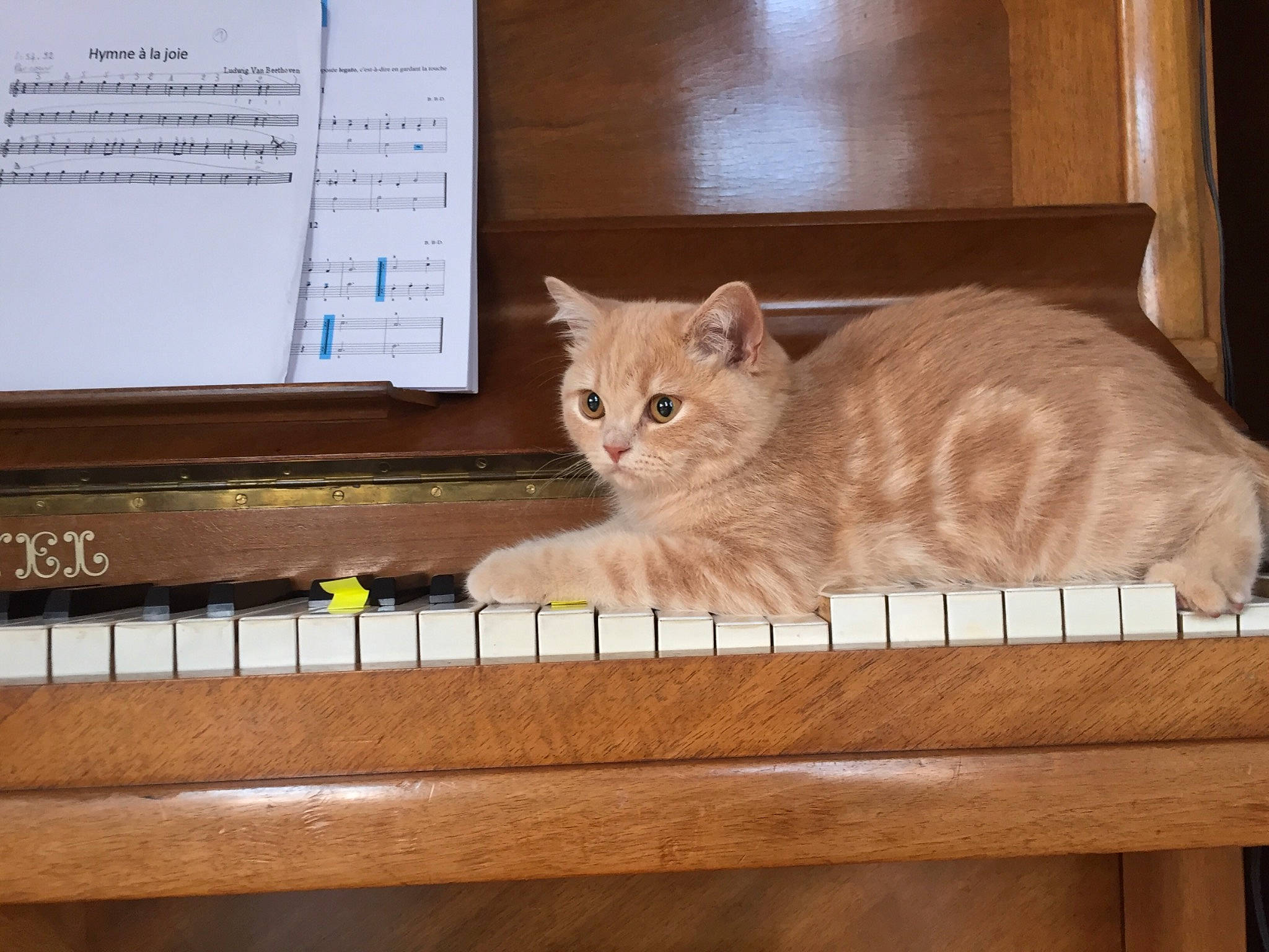 Caramel a rejoint le concours — aidez-le/la à gagner de superbes lots ! american_curl, asian, australian_mist, box, british_semi_longhair, burmilla, carnivore, cat, domestic_short_haired_cat, european_shorthair, felidae, mammal, small_to_medium_sized_cats, whiskers