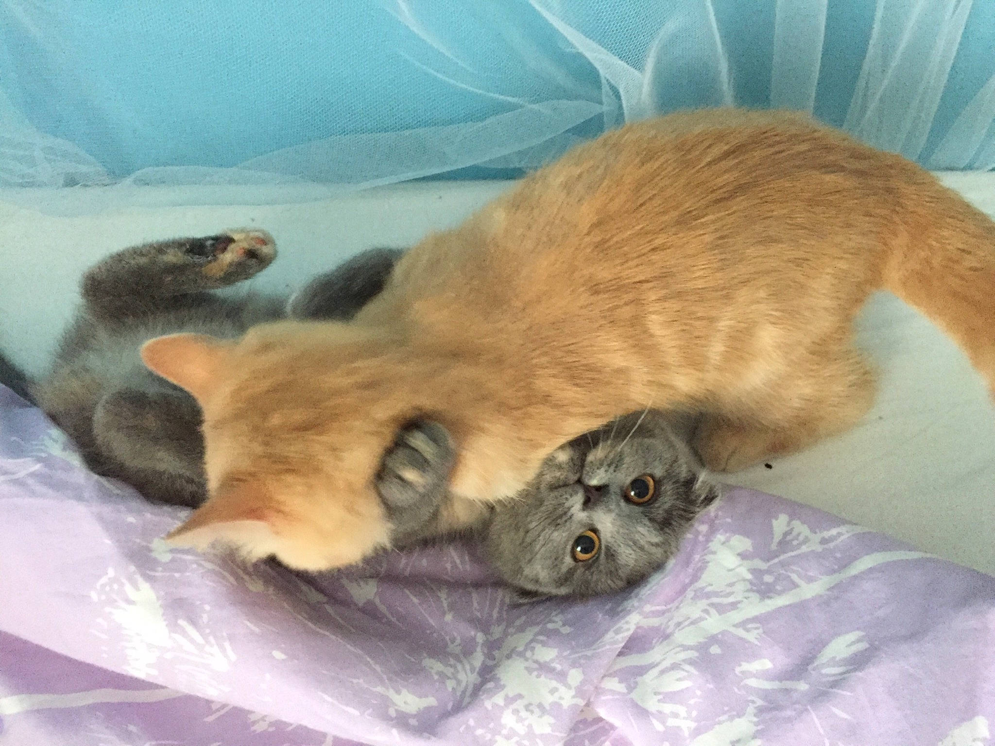 Caramel participe au concours pour gagner de l'argent avec cette photo : british_shorthair, burmese, carnivore, cat, fawn, felidae, german_rex, kitten, singapura, small_to_medium_sized_cats, tail, tonkinese, whiskers