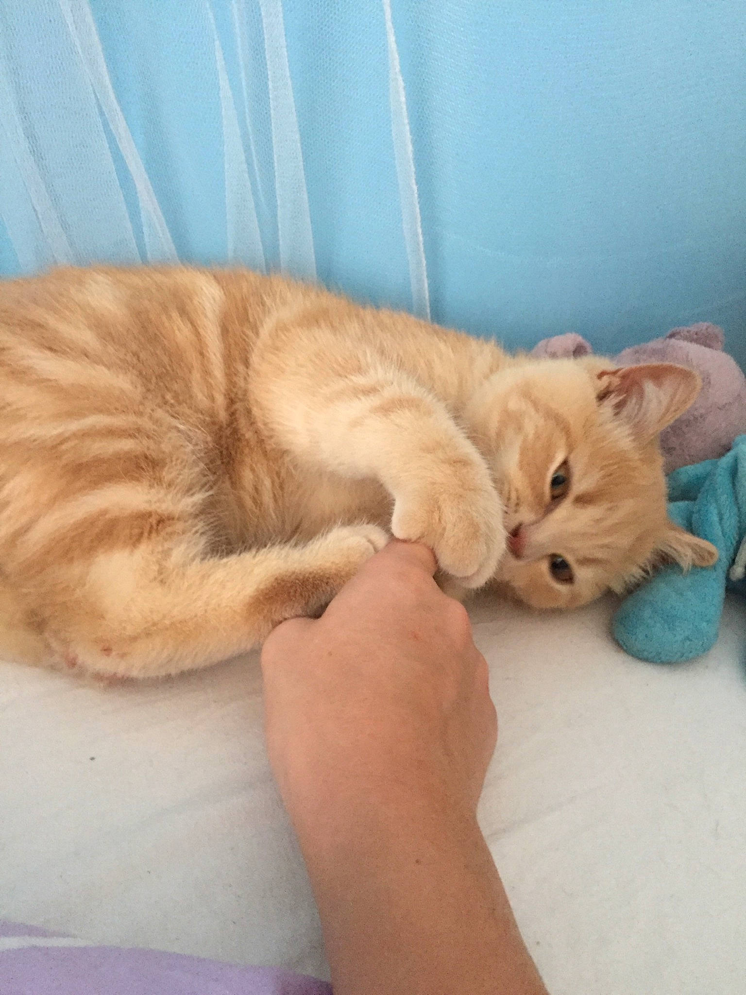 Caramel participe au concours pour gagner de l'argent avec cette photo : carnivore, cat, domestic_long_haired_cat, ear, european_shorthair, fawn, felidae, fur, kitten, long_hair, nap, norwegian_forest_cat, paw, persian, skin, sleep, small_to_medium_sized_cats, tabby_cat, tail, whiskers