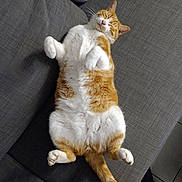 Hoyo participe au concours pour gagner de l'argent avec cette photo : animal, cat, couch, cozy, cute, domestic_cat, fluffy, furniture, indoor, lying_down, orange_cat, paw, pet, relaxed, resting, sleeping, soft, tail, whiskers, white_cat