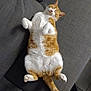 animal, cat, couch, cozy, cute, domestic_cat, fluffy, furniture, indoor, lying_down, orange_cat, paw, pet, relaxed, resting, sleeping, soft, tail, whiskers, white_cat