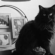 Démone a rejoint le concours — aidez-le/la à gagner de superbes lots ! cat, black_cat, fluffy, pet, animal, indoor, photography, monochrome, black_and_white, portrait, furniture, picture_frame, guitar, bicycle, wall, decor, eyes, sitting, feline, home