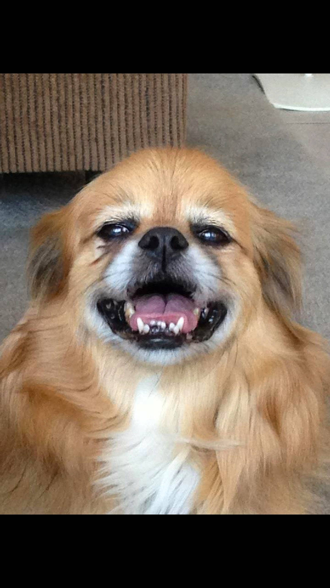 Hunter joined the competition — help win amazing prizes! canidae, carnivore, companion_dog, dog, dog_breed, event, eye, fawn, fur, liver, snout, sporting_group, toy_dog, whiskers, working_animal, working_dog