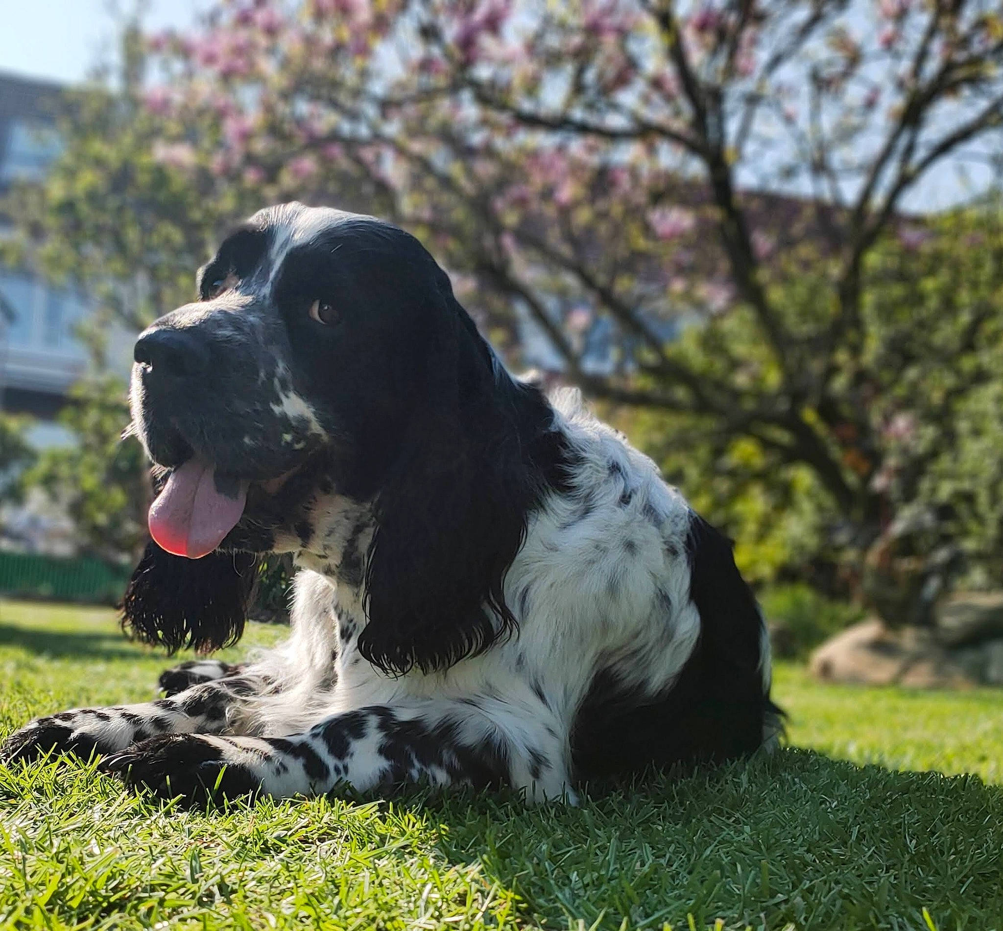 Marley participe au concours pour gagner de l'argent avec cette photo : canidae, carnivore, companion_dog, dog, dog_breed, dog_collar, fur, grass, gun_dog, hunting_dog, plant, pointing_breed, russian_spaniel, spaniel, sporting_group, tree, whiskers, window, working_animal, working_dog