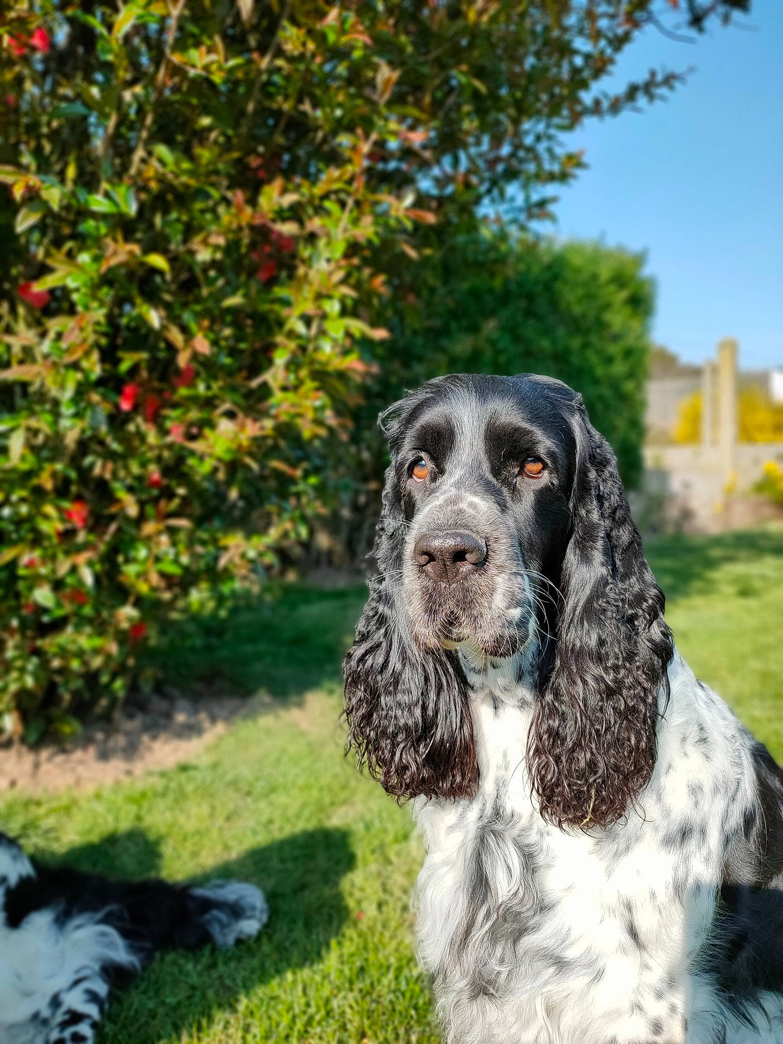 Moonlight a rejoint le concours — aidez-le/la à gagner de superbes lots ! canidae, carnivore, cocker_spaniel, companion_dog, dog, dog_breed, fur, grass, gun_dog, liver, plant, russian_spaniel, sky, snout, spaniel, sporting_group, terrestrial_animal, tree, water_dog, working_dog