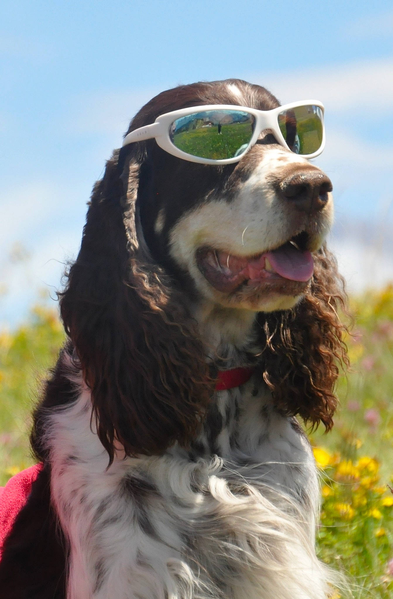 Cherlock Holmes a rejoint le concours — aidez-le/la à gagner de superbes lots ! canidae, carnivore, collar, companion_dog, dog, dog_breed, dog_collar, eyewear, goggles, grass, gun_dog, plant, pont_audemer_spaniel, sky, snout, spaniel, sporting_group, sunglasses, whiskers, working_animal
