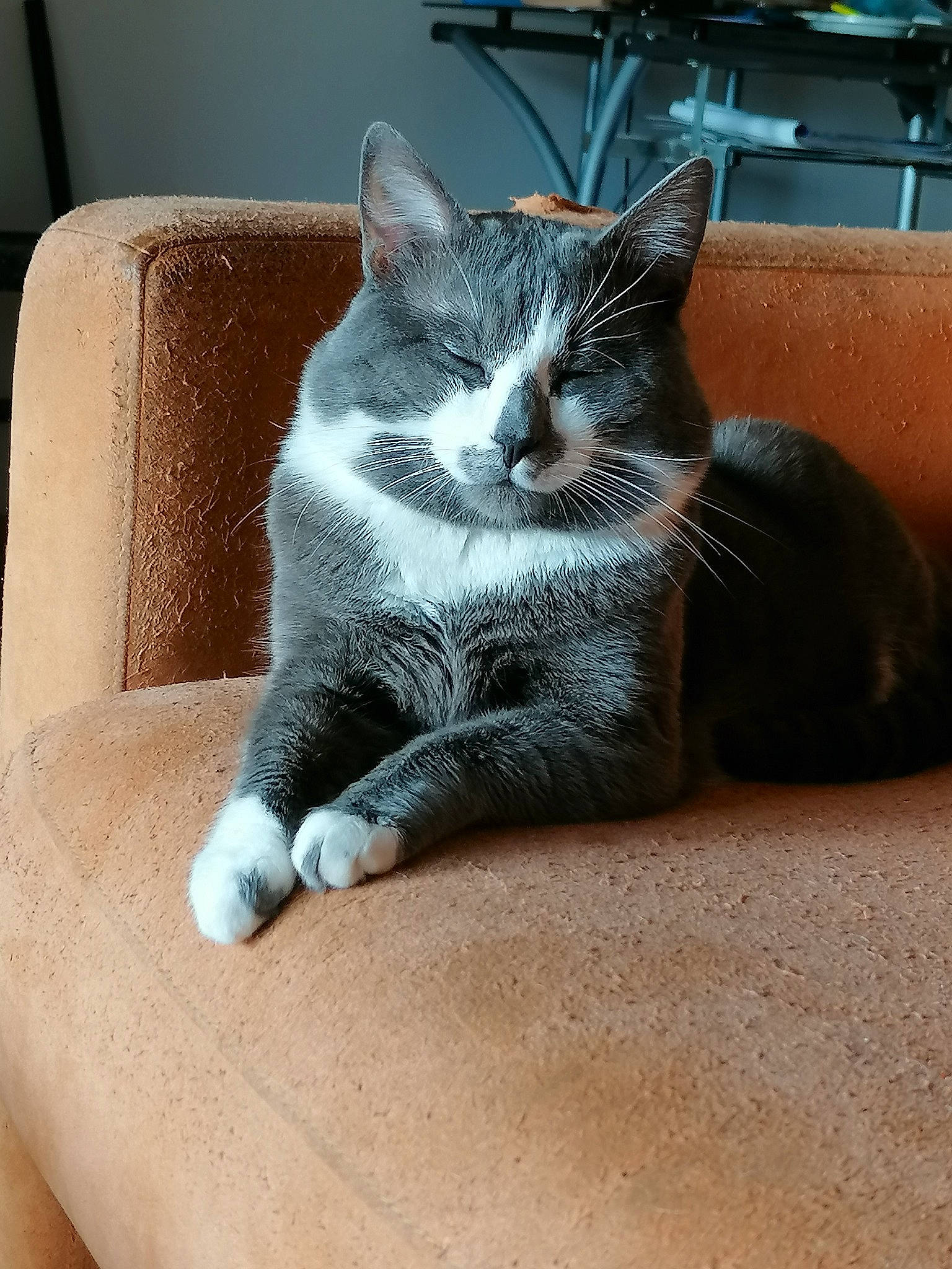 Bob participe au concours pour gagner de l'argent avec cette photo : carnivore, cat, claw, comfort, couch, domestic_short_haired_cat, felidae, flooring, fur, grey, living_room, nap, paw, room, sitting, small_to_medium_sized_cats, snout, tail, whiskers, window