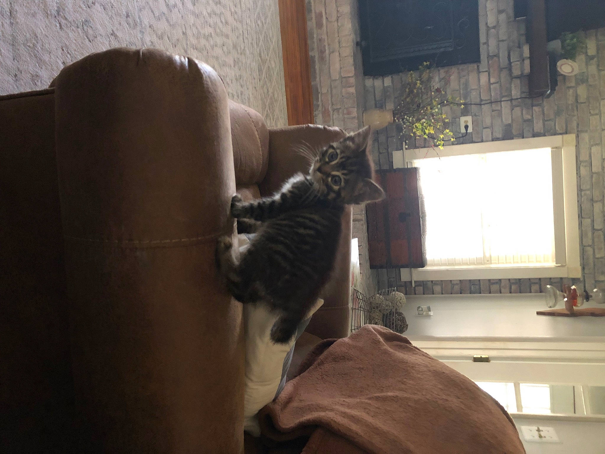 Graycie is registered to the contest to win money with this photo: cabinetry, carnivore, cat, comfort, couch, felidae, floor, flooring, grey, hardwood, house, interior_design, living_room, plant, small_to_medium_sized_cats, tail, textile, whiskers, window, wood