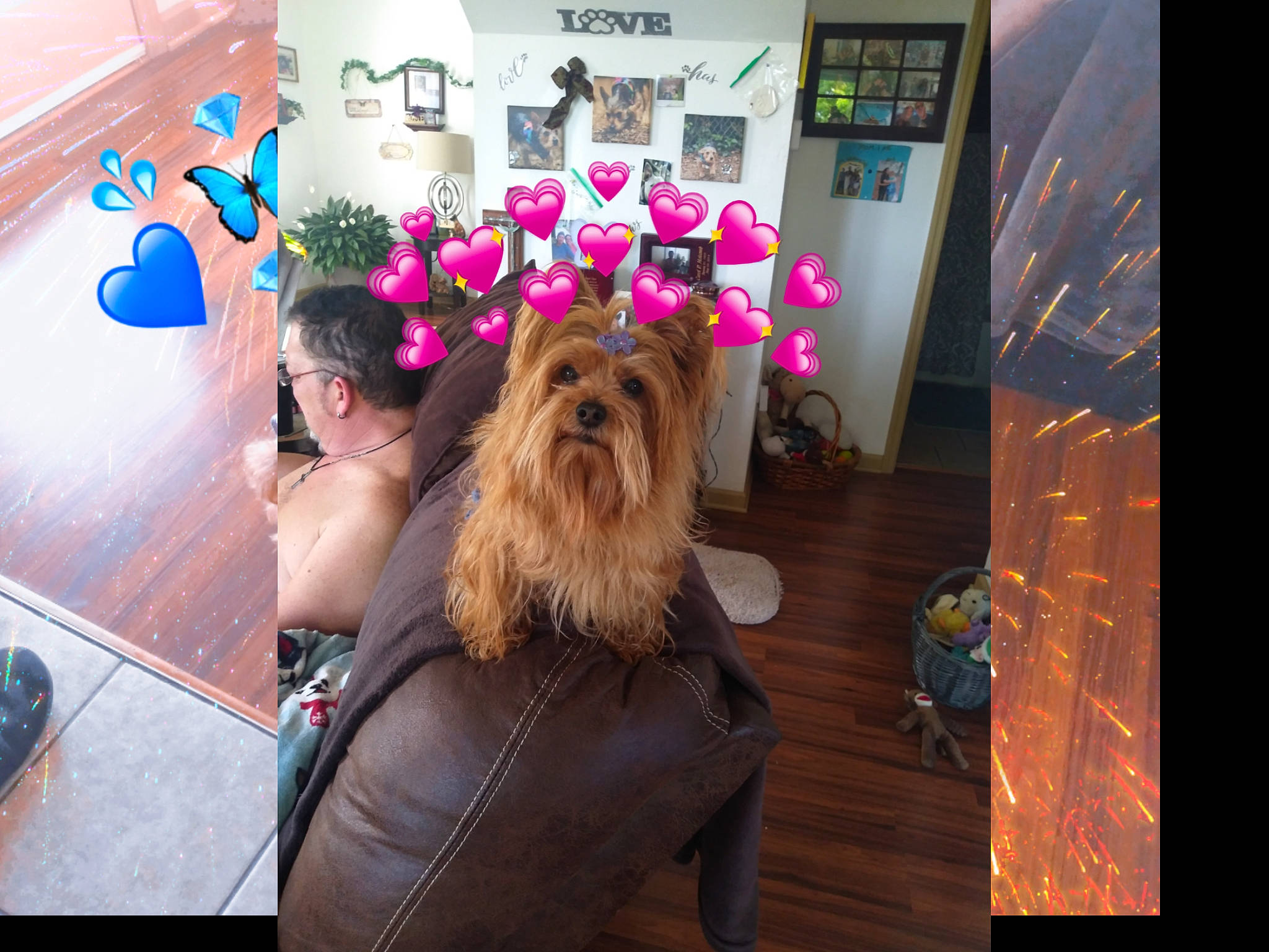 Sassy Sissy joined the competition — help win amazing prizes! companion_dog, dog_breed, event, eyewear, fashion_accessory, flooring, floristry, flower, flower_arranging, fun, fur, happy, long_hair, magenta, plant, purple, selfie, street_fashion, textile, toy