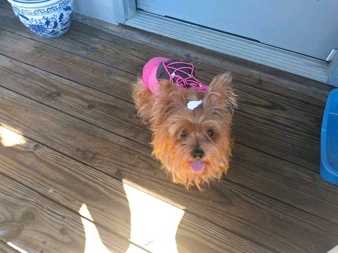 Sassy Sissy joined the competition — help win amazing prizes! carnivore, companion_dog, dog, dog_breed, dog_supply, floor, flooring, fur, hardwood, liver, pet_supply, serveware, small_terrier, tableware, terrier, toy_dog, wood, wood_stain, yorkipoo, yorkshire_terrier