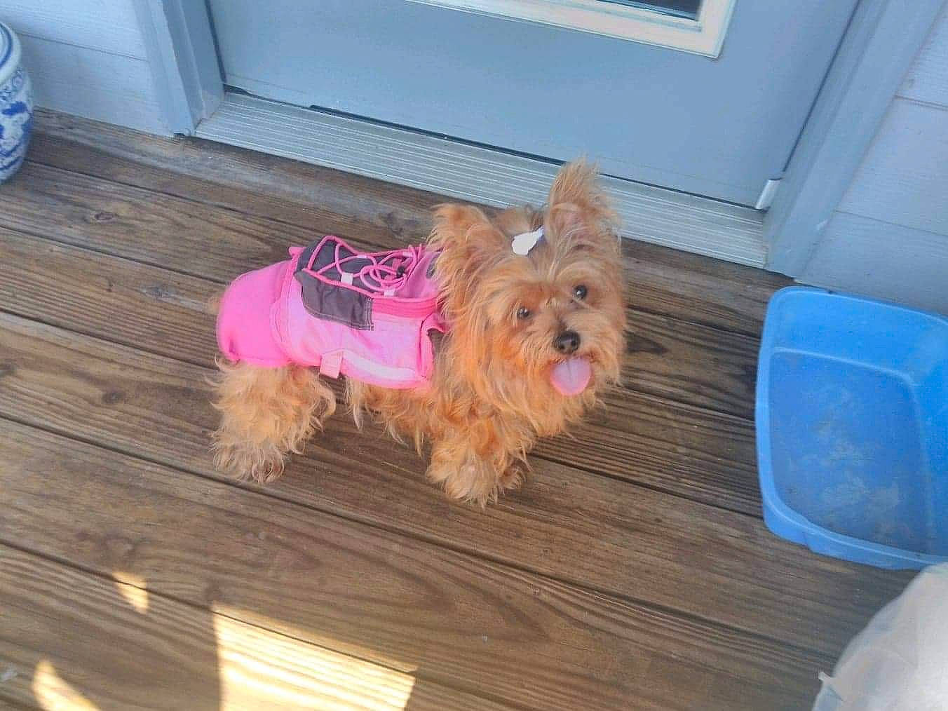 Sassy Sissy joined the competition — help win amazing prizes! carnivore, companion_dog, dog, dog_breed, dog_clothes, dog_supply, fawn, floor, flooring, fur, hardwood, liver, pet_supply, small_terrier, sporting_group, terrier, toy_dog, wood, wood_stain, yorkipoo