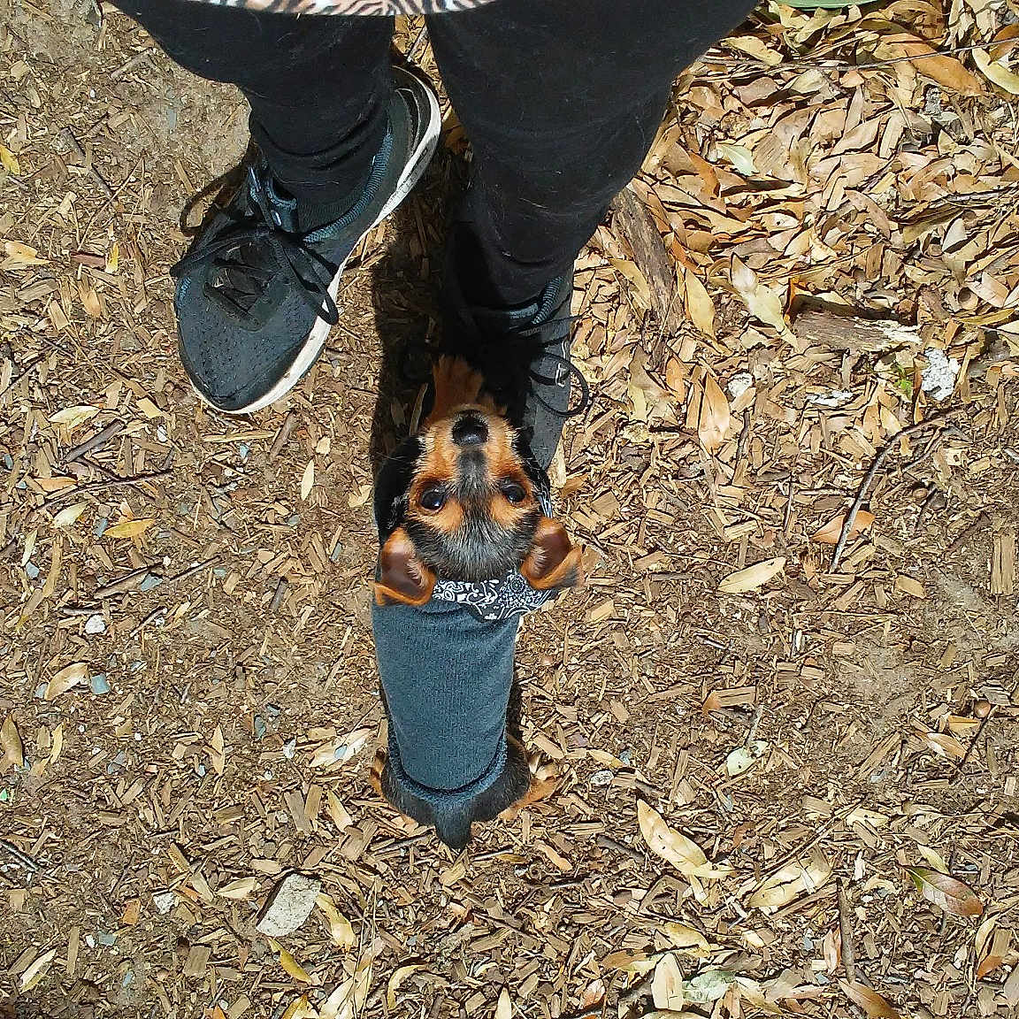 Axxell Rose joined the competition — help win amazing prizes! asphalt, denim, electric_blue, foot, fur, grass, human_leg, knee, leg, people_in_nature, road_surface, shadow, soil, street_fashion, terrestrial_animal, thigh, tree, trunk, waist, walking
