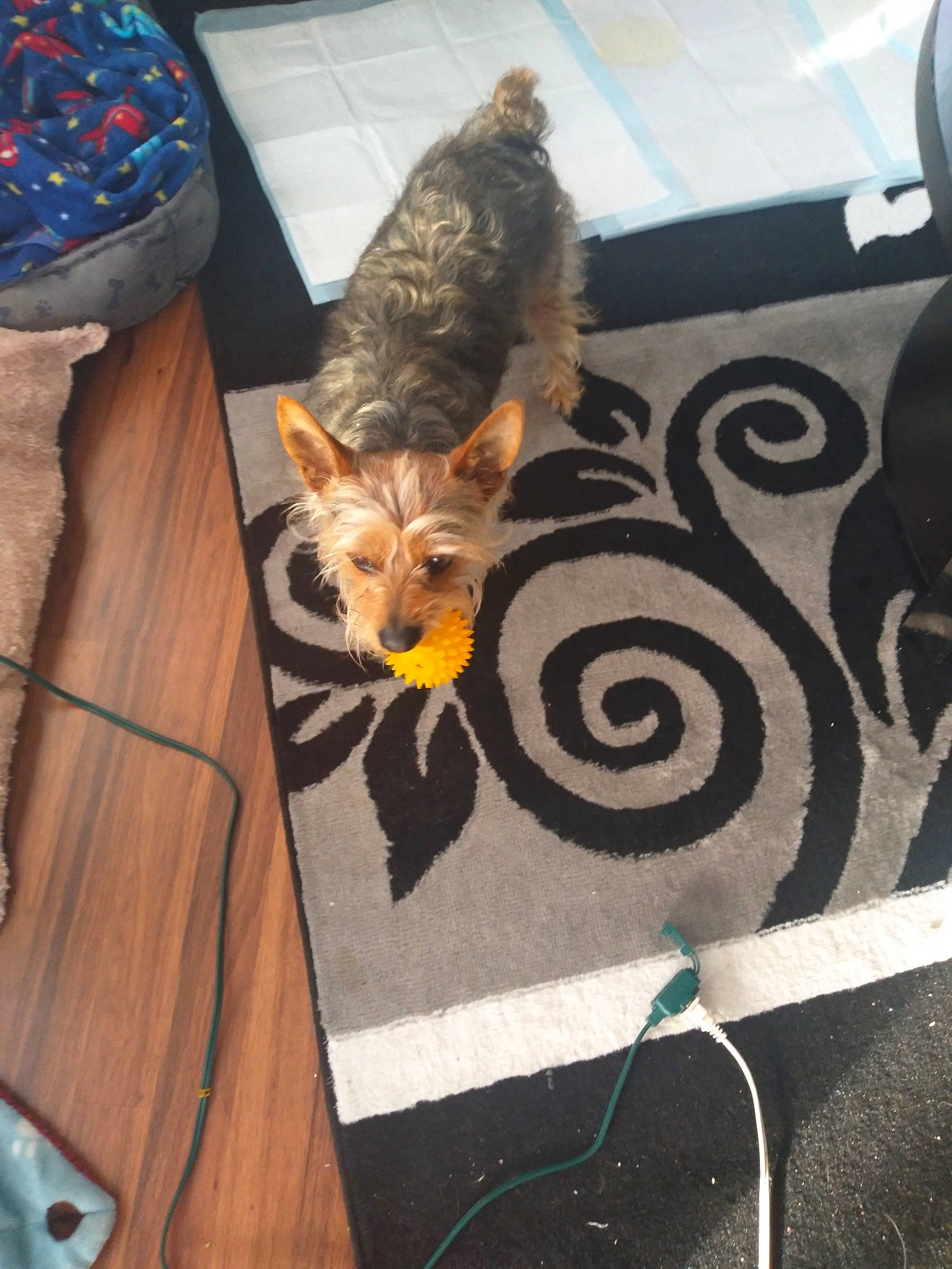 Axxell Rose is registered to the contest to win money with this photo: audio_equipment, carnivore, cat, fawn, feather, felidae, fur, grey, hardwood, linens, mammal, pattern, room, small_to_medium_sized_cats, table, tail, tree, vertebrate, whiskers, wood