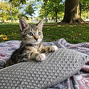 Tigger joined the competition — help win amazing prizes! kitten, cat, pillow, blanket, outdoor, park, grass, tree, collar, pet, cute, feline, nature, sunlight, closeup, whiskers, fur, alert, relaxing, playful