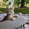 kitten, cat, pillow, blanket, outdoor, park, grass, tree, collar, pet, cute, feline, nature, sunlight, closeup, whiskers, fur, alert, relaxing, playful