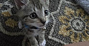 Tigger is registered to the contest to win money with this photo: kitten, cat, pet, indoor, carpet, patterned_carpet, curious, small, young, fur, whiskers, collar, bell, animal, cute, domestic, floor, looking_up, paw, feline